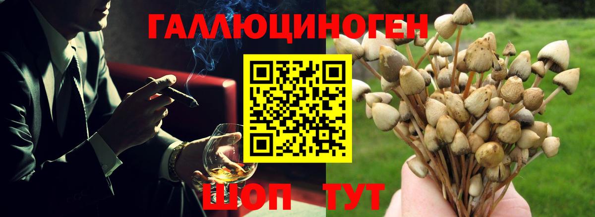 Галлюциногенные грибы Psilocybine cubensis Геленджик